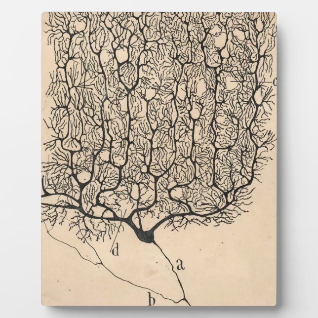 Neuron Zeichnend von Santiago Ramón Y Cajal Fotoplatte (Vorderseite)