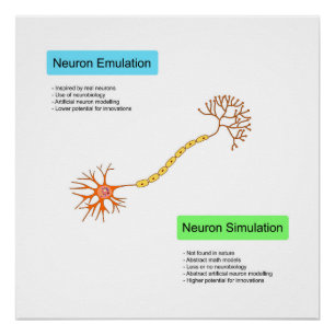 Neuronen Poster