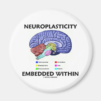 Neuroplastizität eingebettet in (Gehirnanatomie) Magnet