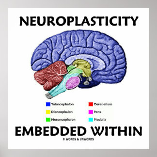 Neuroplastizität eingebettet in (Gehirnanatomie) Poster