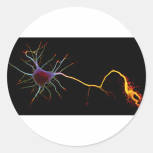 Neuroscience, neuron, science, runder aufkleber