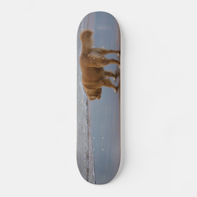 Neuschottland-Enten-läutender Retriever-Ozean Skateboard (Vorderseite)