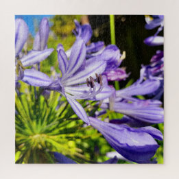 Neuseeland Agapanthus Violet Blume Blühen Puzzle
