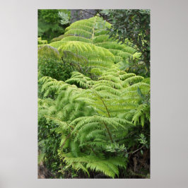 Neuseeland Fern Ponga Tree Poster