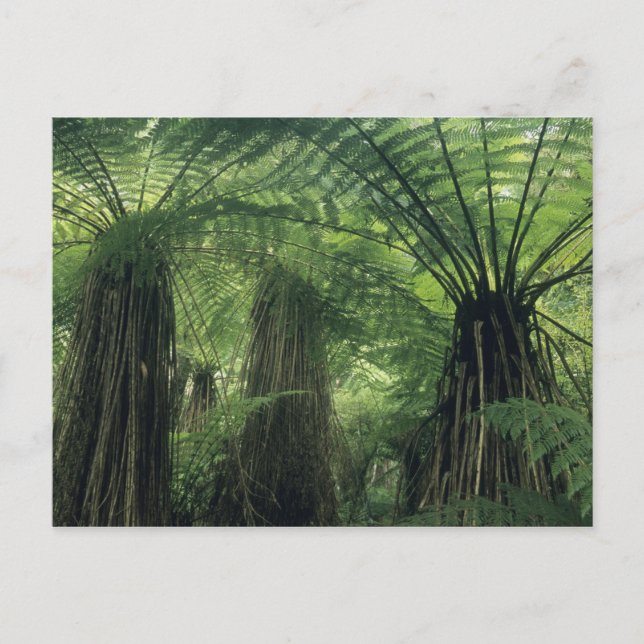 Neuseeland, Haast Valley, Westland, Weichbaum Postkarte (Vorderseite)