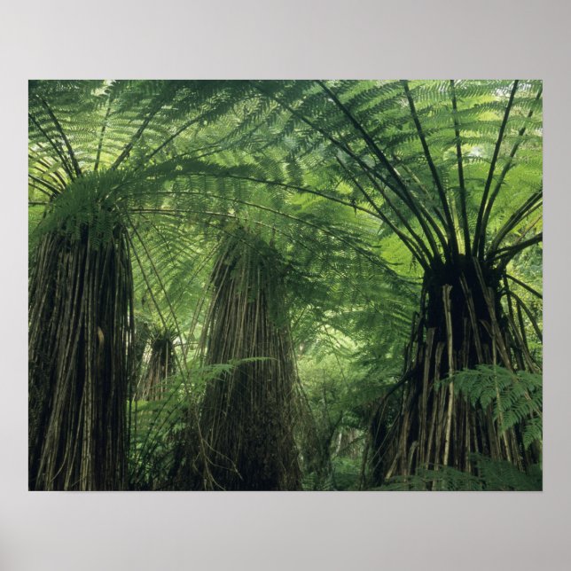 Neuseeland, Haast Valley, Westland, Weiche Bäume Poster (Vorne)