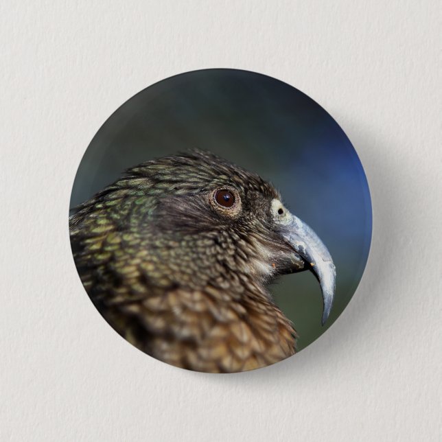 Neuseeland Kea, Alpenpapagei Button (Vorderseite)