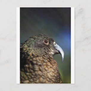 Neuseeland Kea, Alpenpapagei Postkarte