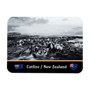 Neuseeland, Kelp Coast - Curio Bay / The Catlins Magnet