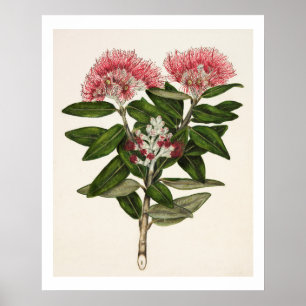 Neuseeland Pohutukawa - Metrosideros Tomentosa Poster