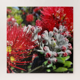 Neuseeland Pohutukawa Tree Red Blooming Blume Puzzle