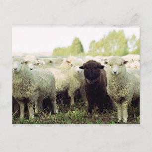 Neuseeland Postkarte