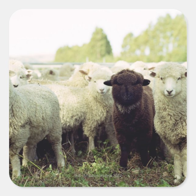 Neuseeland Quadratischer Aufkleber (Vorderseite)