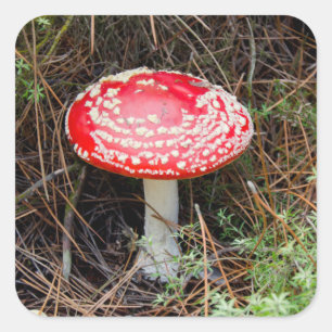 Neuseeland, Rotorua, Taupo Vulkanzone Quadratischer Aufkleber