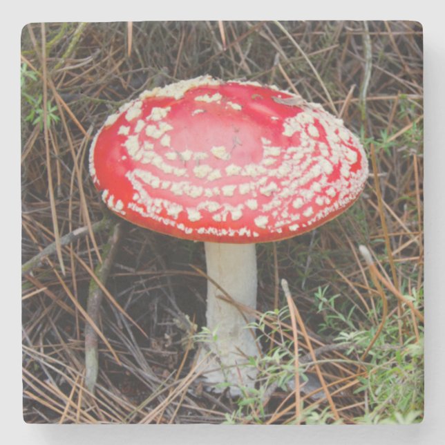 Neuseeland, Rotorua, Taupo Vulkanzone Steinuntersetzer (Vorderseite)