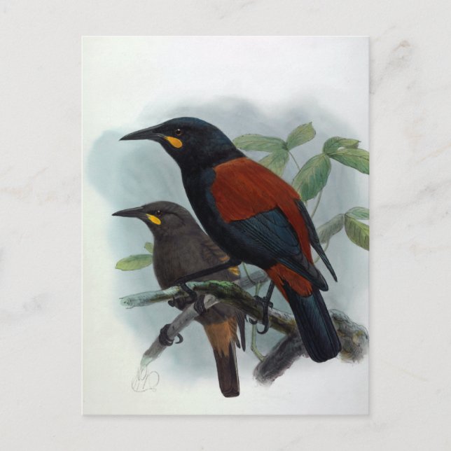 Neuseeland Saddleback Vintag Bird Illustration Postkarte (Vorderseite)