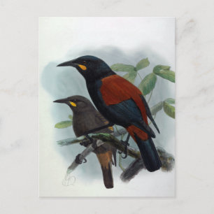 Neuseeland Saddleback Vintage-Vogelillustration Postkarte