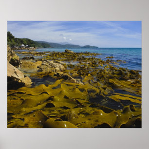 Neuseeland, Southland, Stewart Island. Kelp Poster