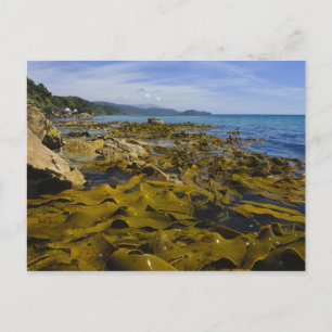 Neuseeland, Southland, Stewart Island. Kelp Postkarte