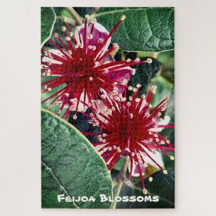 Neuseeland Spring Red blühender Feijoa Obstbaum Puzzle