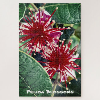 Neuseeland Spring Red blühender Feijoa Obstbaum Puzzle