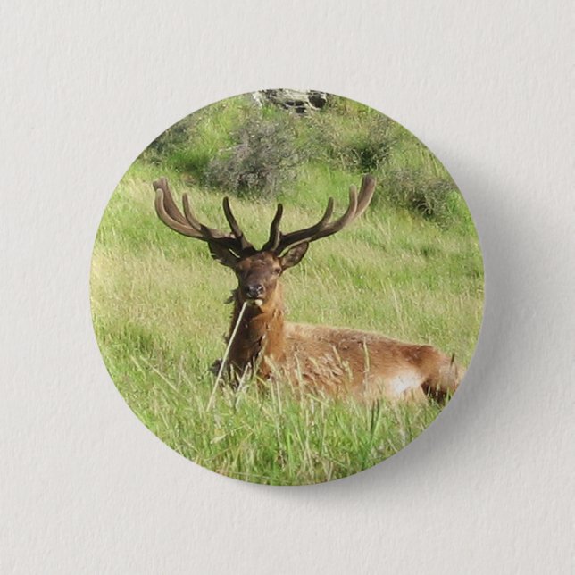 Neuseeland Stags Button (Vorderseite)