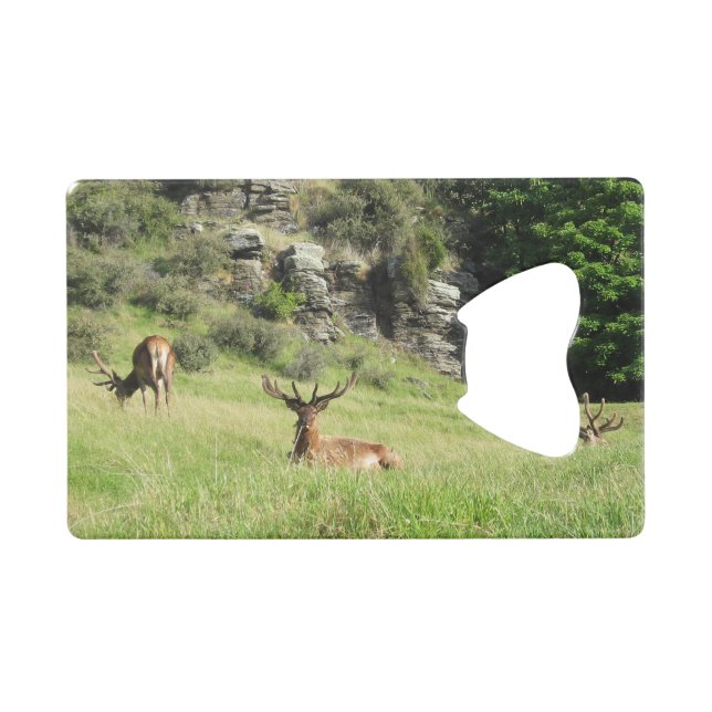 Neuseeland Stags Kreditkartenflaschenöffner (Vorderseite (Horizontal))