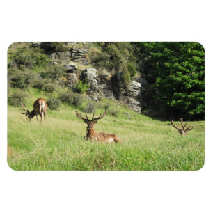 Neuseeland Stags Magnet
