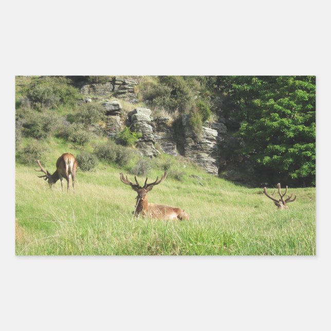 Neuseeland Stags Rechteckiger Aufkleber (Vorderseite)