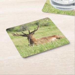 Neuseeland Stags Rechteckiger Pappuntersetzer