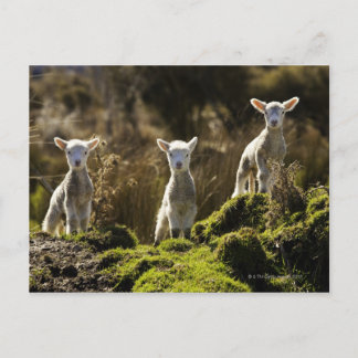 Neuseeland, Südinsel, Fiordland National Postkarte