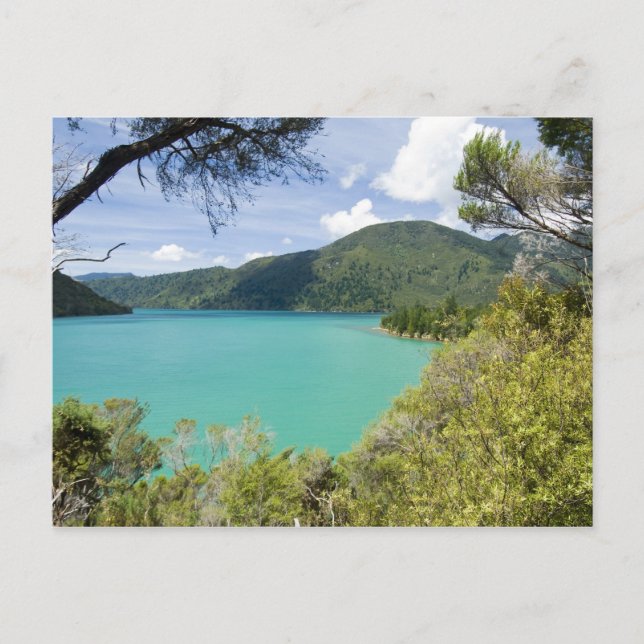 Neuseeland, Südinsel, Marlborough Sounds. Postkarte (Vorderseite)