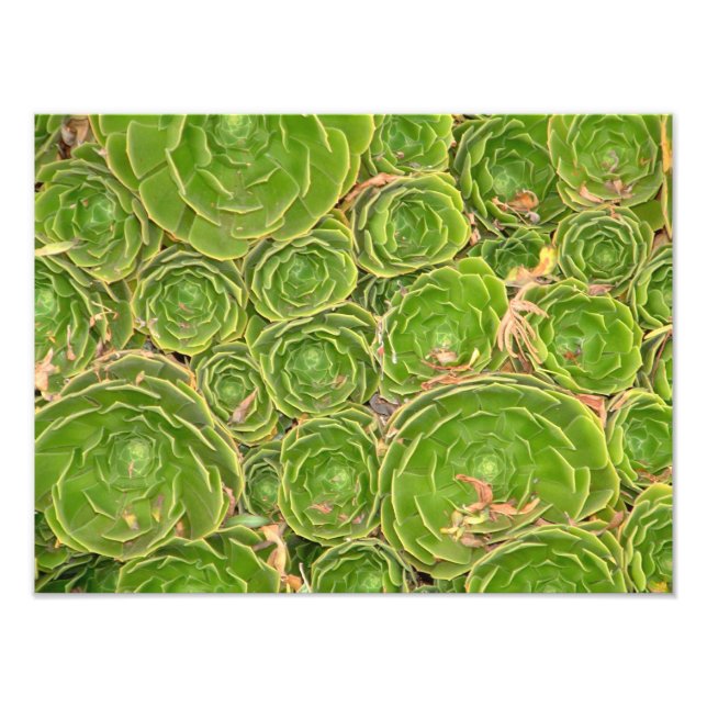 Neuseeland, Südinsel. Sukkulent. Fotodruck (Vorne)