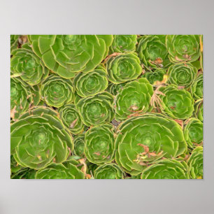 Neuseeland, Südinsel. Sukkulent. Poster