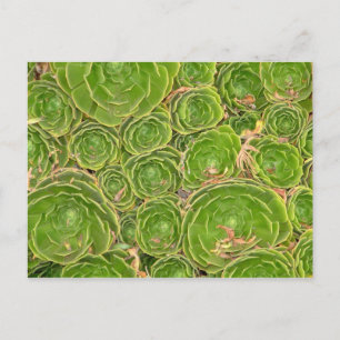 Neuseeland, Südinsel. Sukkulent. Postkarte