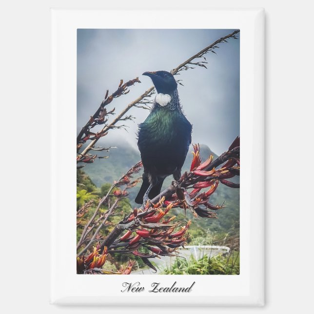 Neuseeland Tui Bird Magnet (Vorderseite)