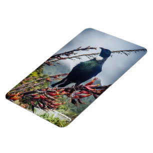 Neuseeland Tui - Fotografie auf Magnet