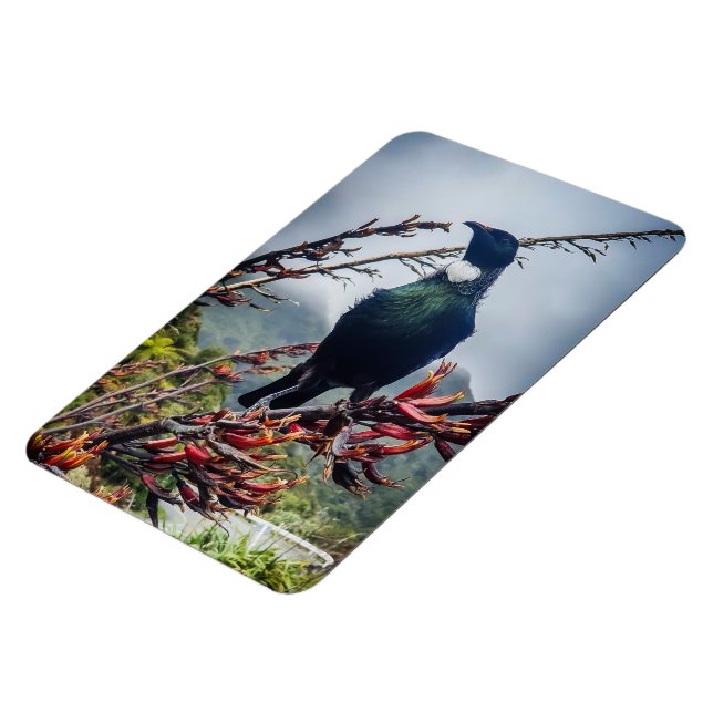 Neuseeland Tui - Fotografie auf Magnet (Linke Seite)