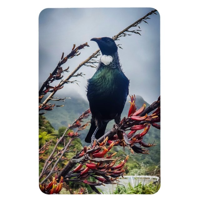Neuseeland Tui - Fotografie auf Magnet (Vertikal)