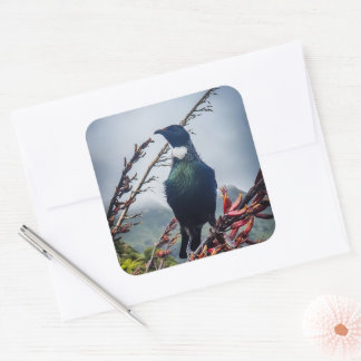 Neuseeland-Tui-Vogel-Aufkleber Quadratischer Aufkleber
