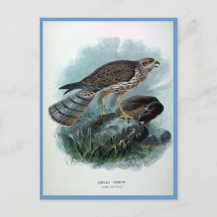 Neuseeland-Weihe Vintage-Vogelillustration Postkarte