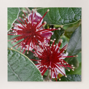 Neuseeländische Blume Red Blooming Feijoa Puzzle