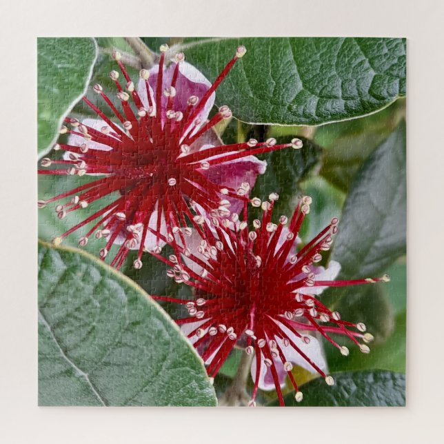 Neuseeländische Blume Red Blooming Feijoa Puzzle (Vertikal)