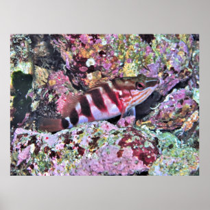 Neuseeländische Fische Poster