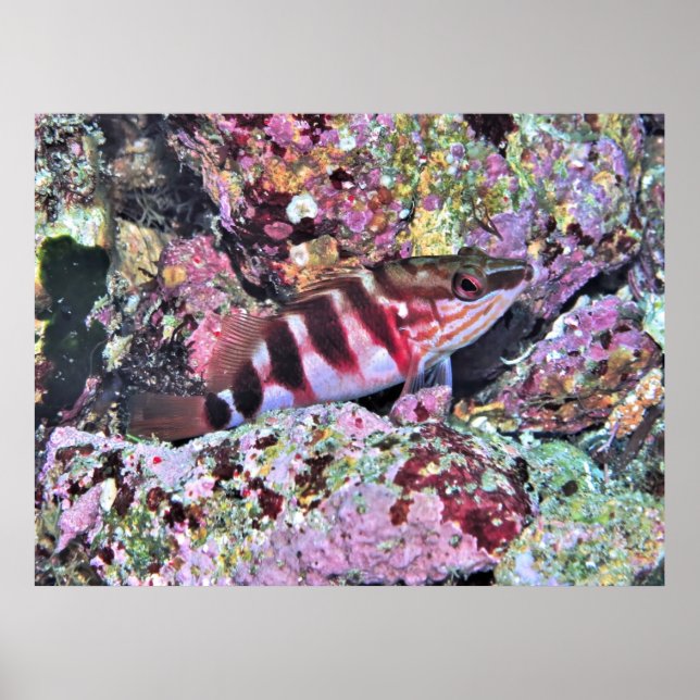 Neuseeländische Fische Poster (Vorne)