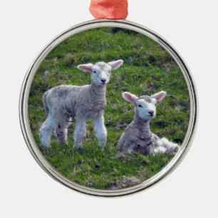 Neuseeländische Lämmer Silbernes Ornament