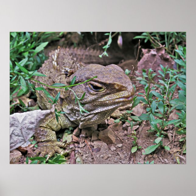 Neuseeländische Lizard: Tuatara Poster (Vorne)