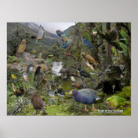 Neuseeländisches Vogelkennzeichnungsposter