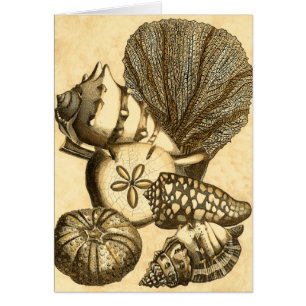 Neutrale Muscheln und korallenrote Sammlung