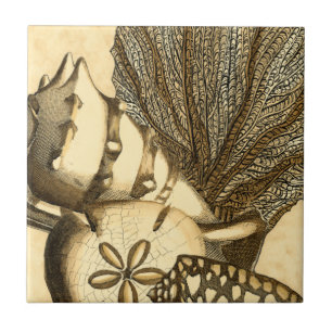 Neutrale Muscheln und korallenrote Sammlung Fliese